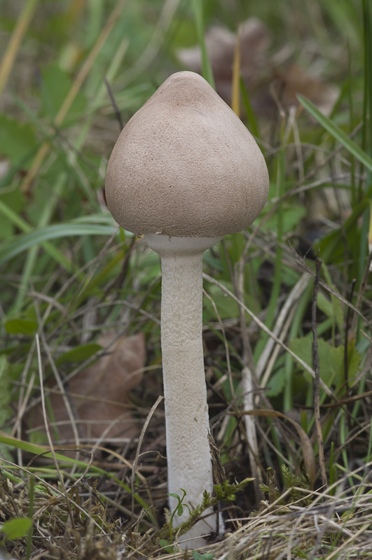 Macrolepiota mastoidea